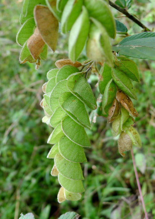 Binuni Pata (Filmiajia)