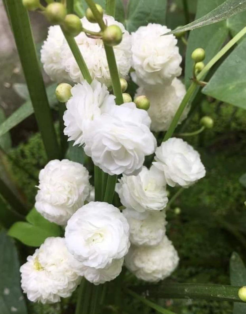 Sagittaria Japonica (Water Rose)
