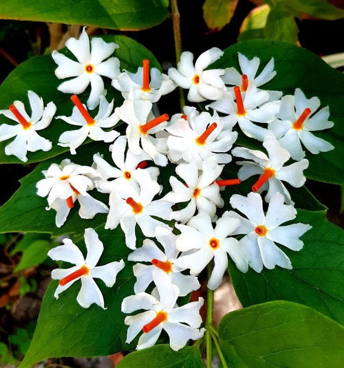 Shiuli/Parijat