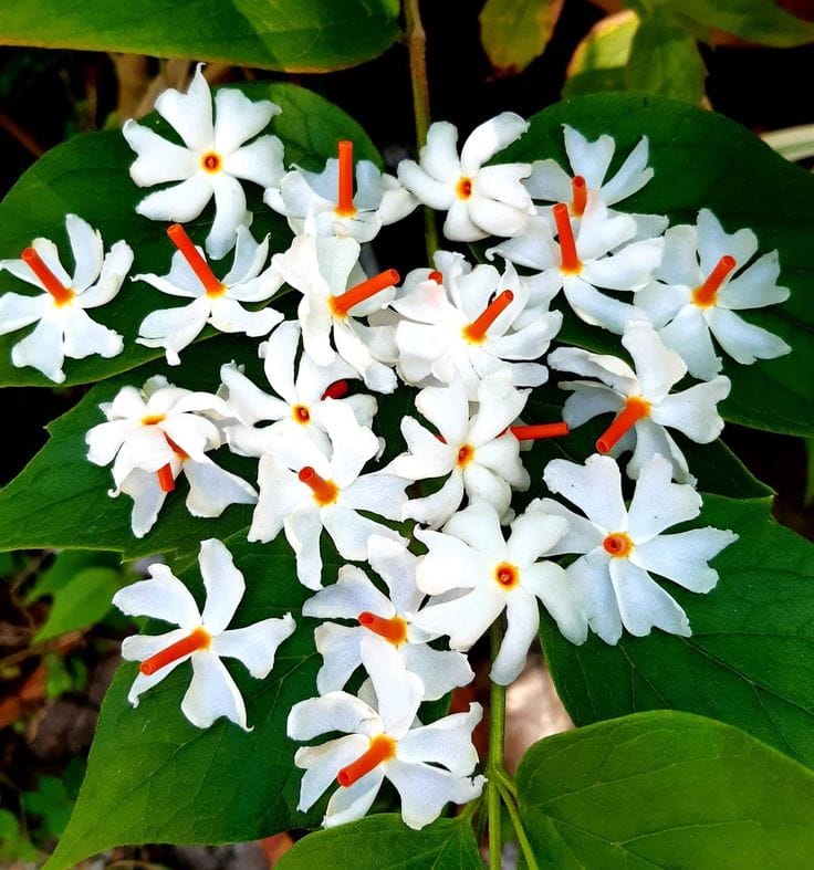 Shiuli/Parijat