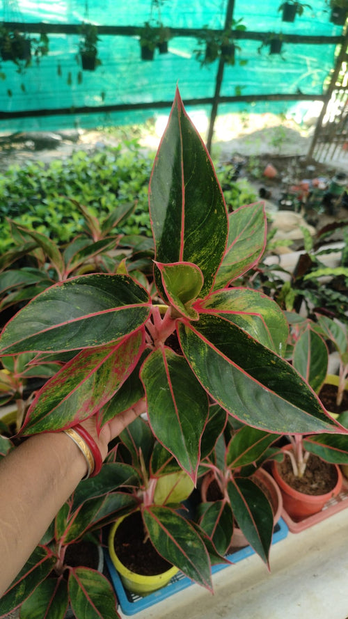 Aglaonima Red Lipstick