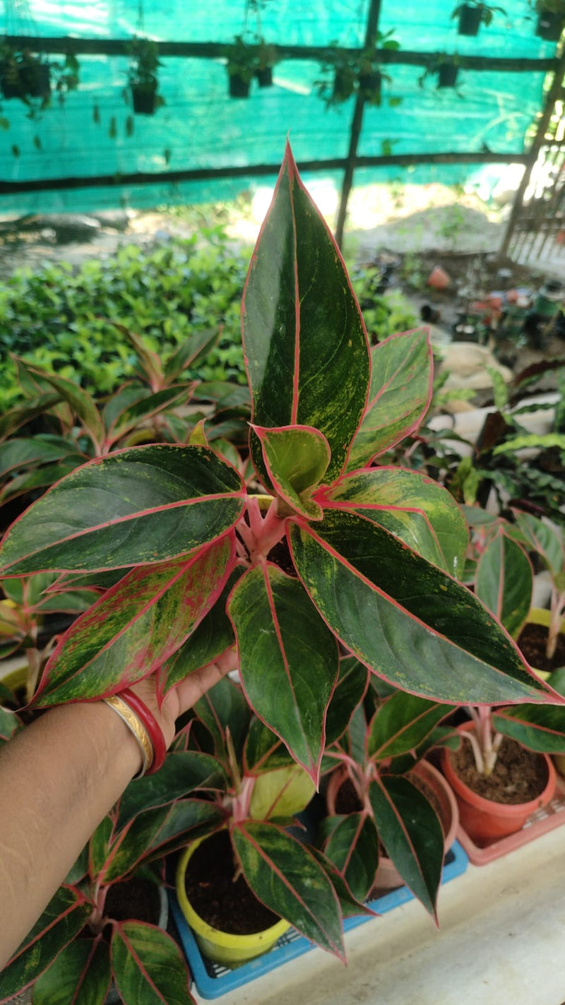 Aglaonima Red Lipstick