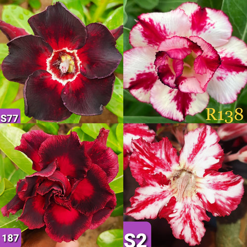 Adenium Combo