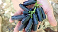 Academic grapes