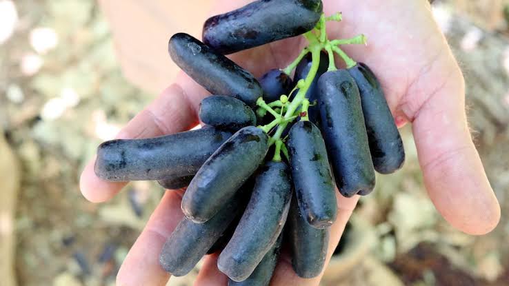 Academic grapes