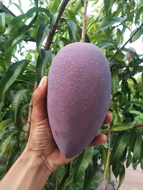 Chakapat butter mango