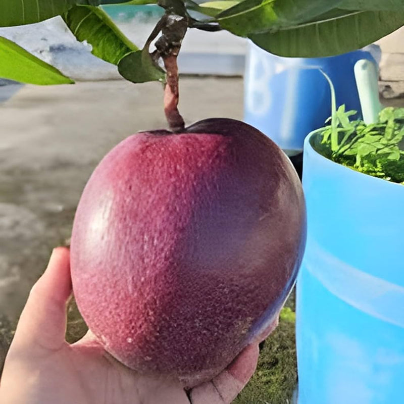 Hong zu Mango