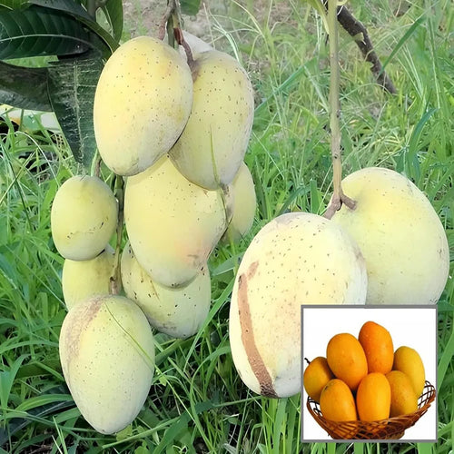 Gourmand mango a premium varaity