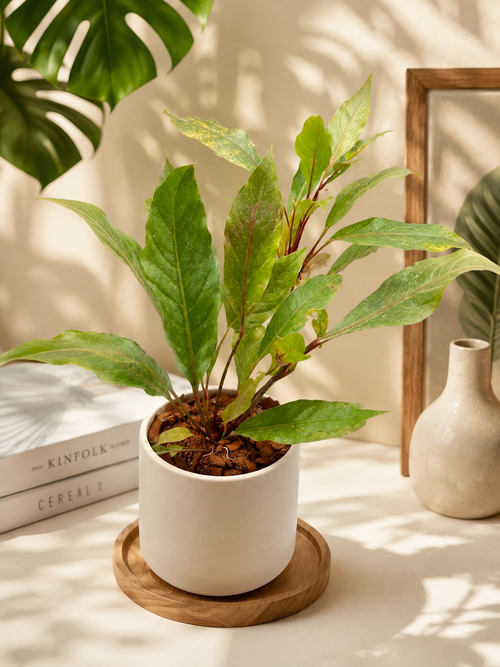 Anthurium Hookeri