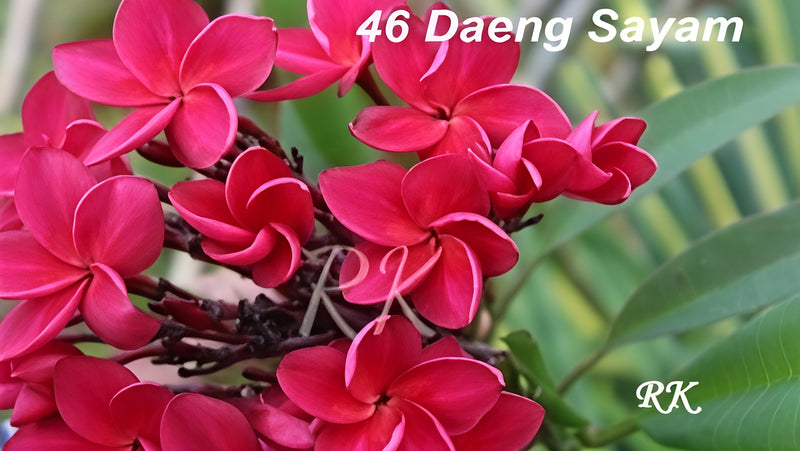 Daeng Sayam