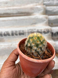 Buddha Cactus