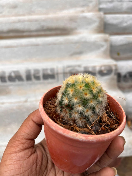 Buddha Cactus alternate view