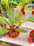Anthurium Hookeri