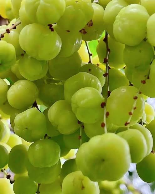 Star Gooseberry