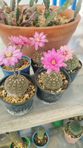 Gymnocalycium Ragonesei