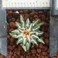 Ariocarpus kotschoubeyanus SEED GROWN