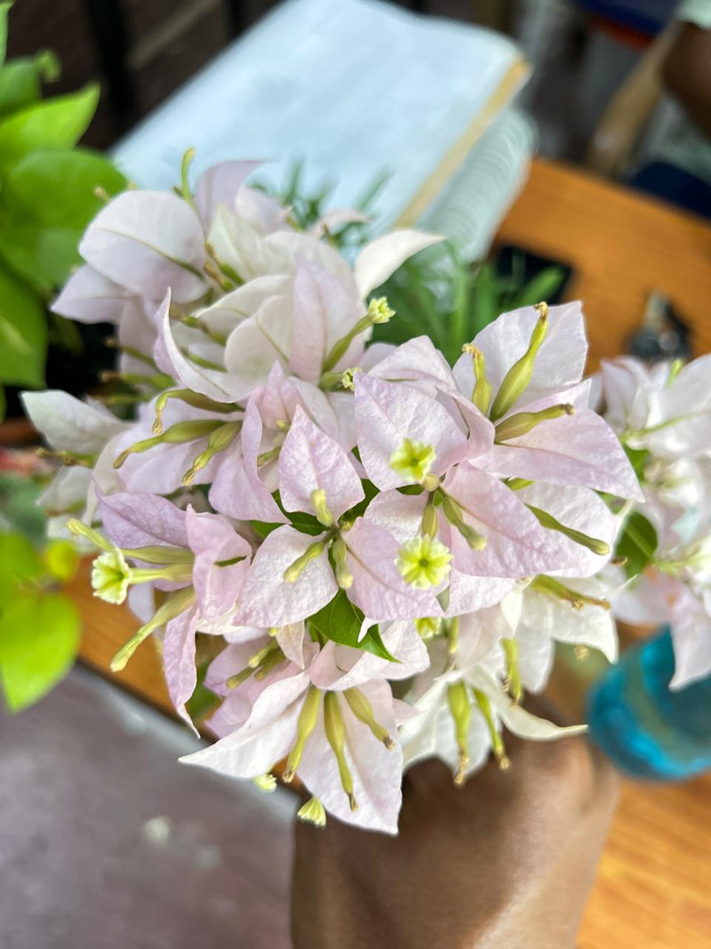Aroma