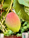 Sinduri mango grafted traditional varaity