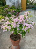 Lite Violet