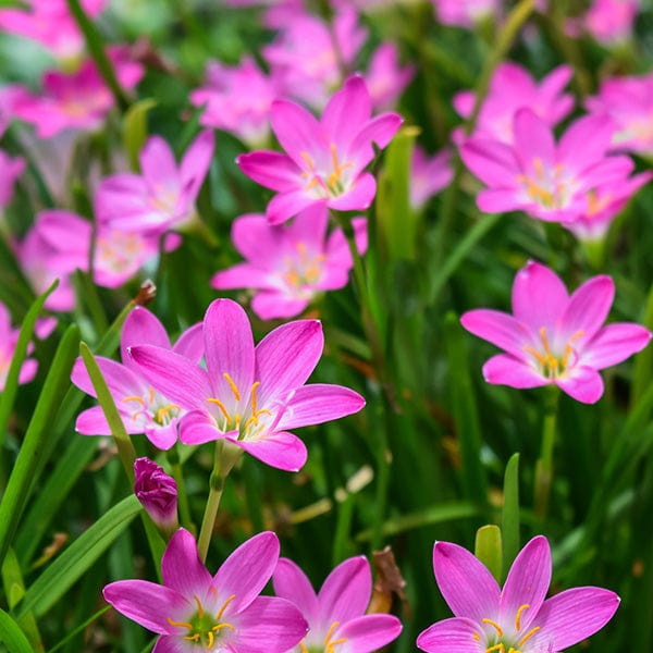 Rainly Lily