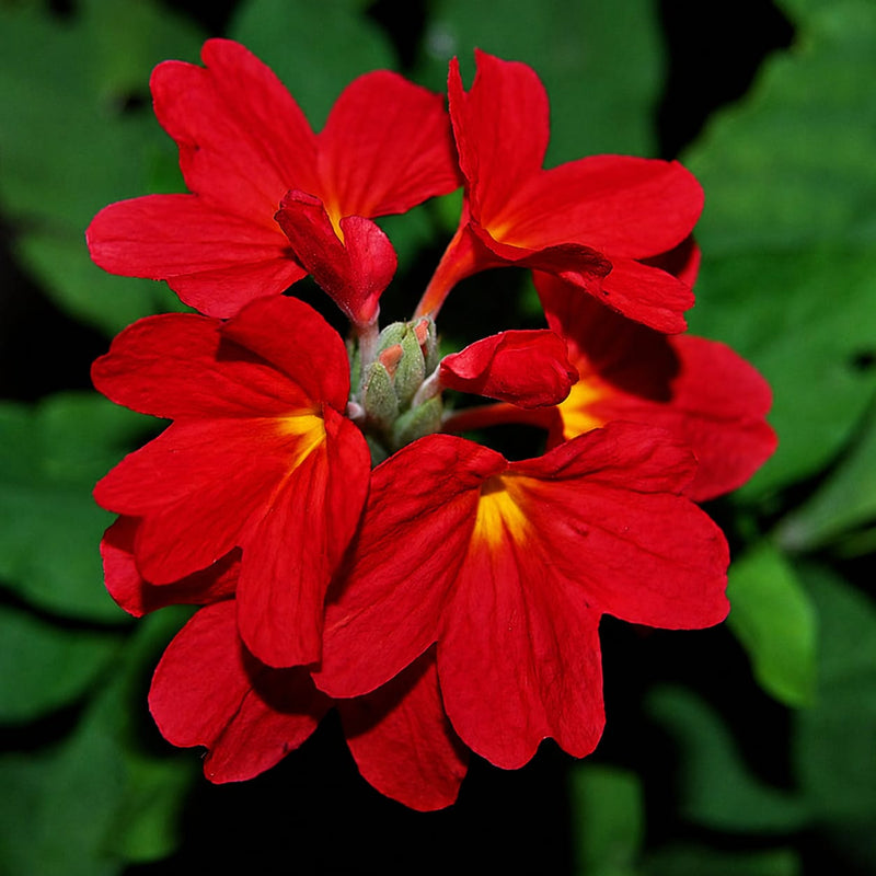 Crossendra Red