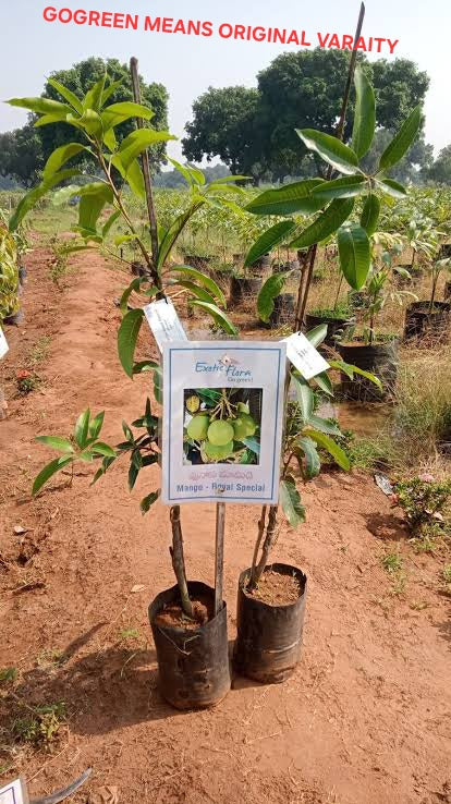 Royal special mango original varaity grafted