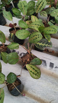 Calathea Maranta leuconeura