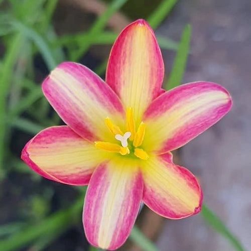 Small Hybrid - GO GREEN