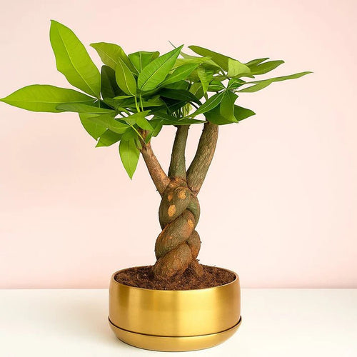 surprise gift - GO GREEN