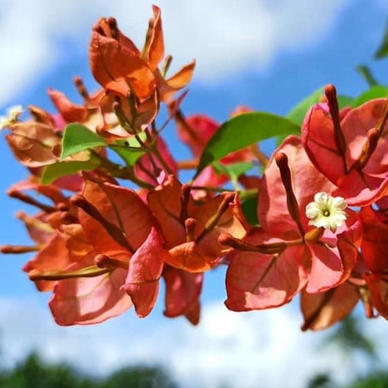 Tanglong Orange - GO GREEN