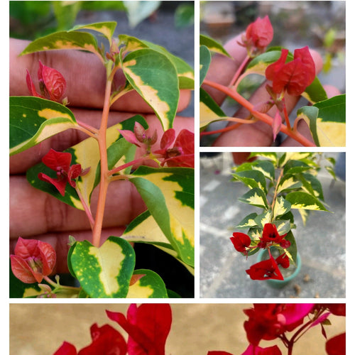 Thimma Red China (Grafted) - GO GREEN