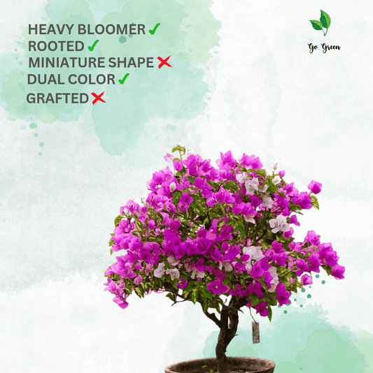 Thimma (Rooted) - GO GREEN