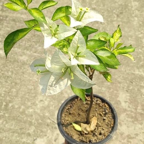 Tiger Marble White - GO GREEN