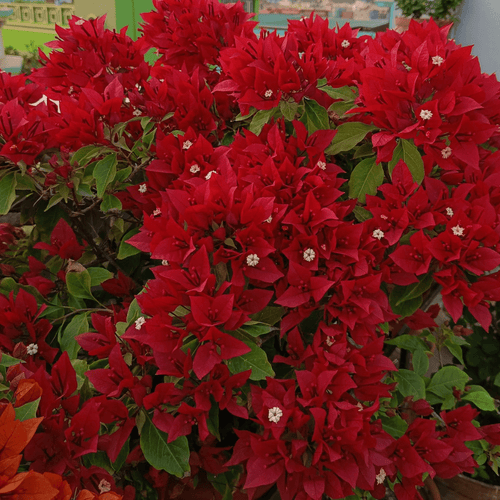 Vf Ruby - GO GREEN