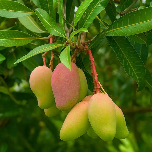 Carabao Mango Plant