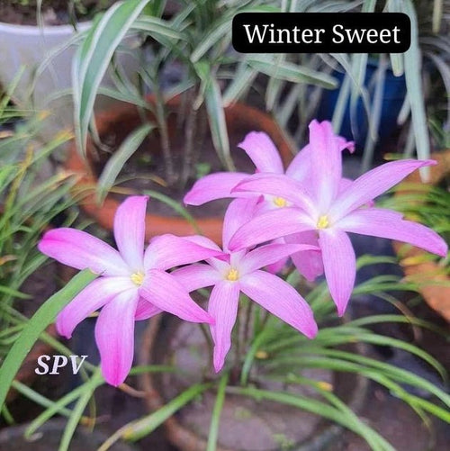 Winter Sweet - GO GREEN